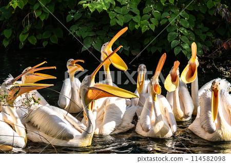Great White Pelican, Pelecanus onocrotalus in a park Great White Pelican, Pelecanus onocrotalus in a park 114582098
