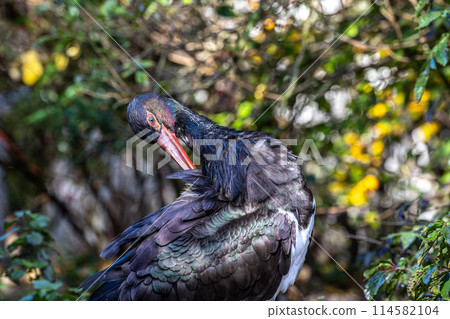 Black stork, Ciconia nigra in a german nature park 114582104