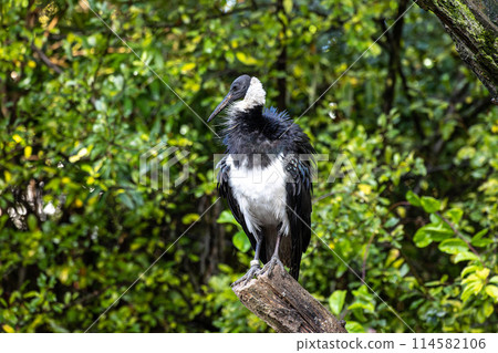 The Straw-necked Ibis, Threskiornis spinicollis is a bird of the ibis family The Straw-necked Ibis, Threskiornis spinicollis is a bird of the ibis family 114582106