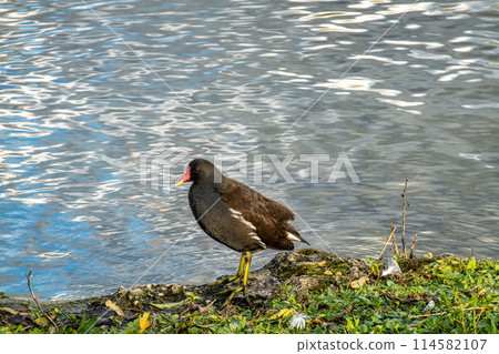 Common moorhen Gallinula chloropus also known as the waterhen or swamp chicken 114582107