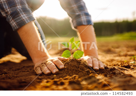 Hands of an experienced farmer plants and cares for new sprout in field. Gardening concept, ecology. 114582493