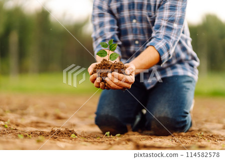 A man holds a green plant in his hands. Growing food. Agriculture concept. A man holds a green plant in his hands. Growing food. Agriculture concept. 114582578