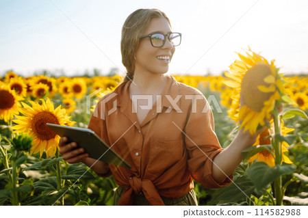 Female farmer analyzing sunflower on sunny day. Agriculture and harvesting concept. Female farmer analyzing sunflower on sunny day. Agriculture and harvesting concept. 114582988