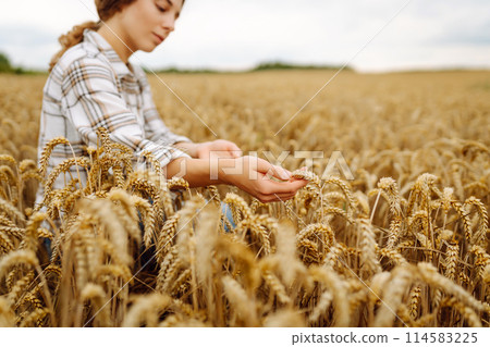 Young woman farmer walking across field and running her hand through golden ears of wheat harvest. 114583225