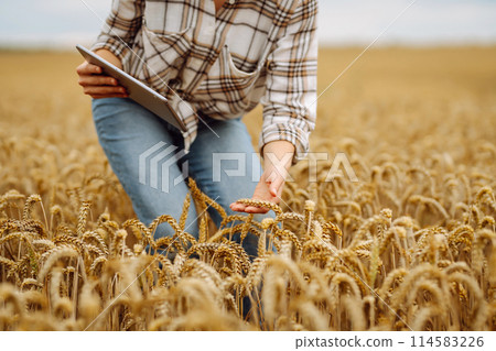 A young female agronomist with a modern tablet checks the quality. Gardening concept, harvesting. A young female agronomist with a modern tablet checks the quality. Gardening concept, harvesting. 114583226
