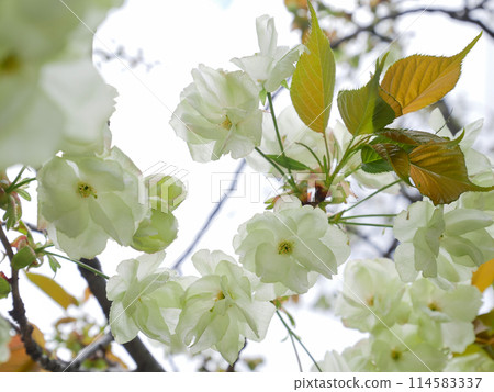 盛開的綠色櫻花，五井黃櫻 114583337
