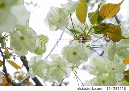 盛開的綠色櫻花 五井黃櫻 ~3:2 版本 114583338
