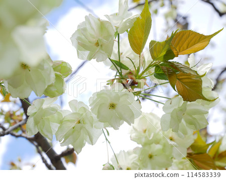 盛開的綠色櫻花，五井黃櫻 114583339