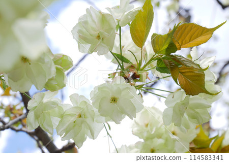 Green cherry blossoms in full bloom - Goikozakura ~ 3:2 version Green cherry blossoms in full bloom - Goikozakura ~ 3:2 version 114583341