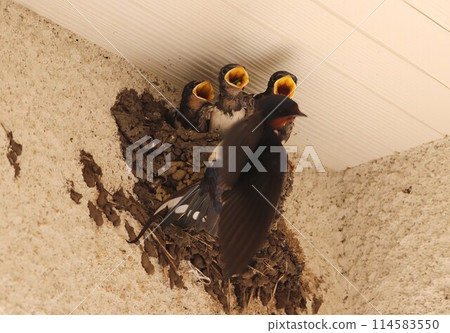 Swallow chicks waiting for their parents in the nest Swallow chicks waiting for their parents in the nest 114583550