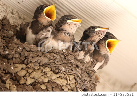 Swallow chicks waiting for their parents in the nest Swallow chicks waiting for their parents in the nest 114583551