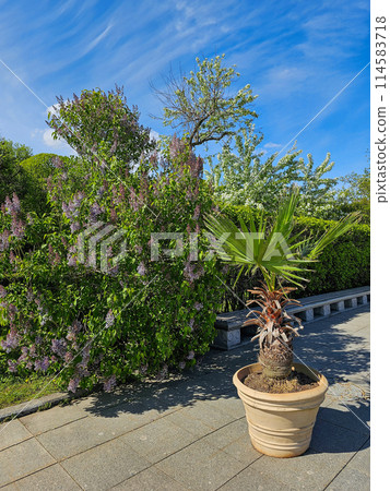 blooming lilac bush in spring and a palm tree in a pot blooming lilac bush in spring and a palm tree in a pot 114583718