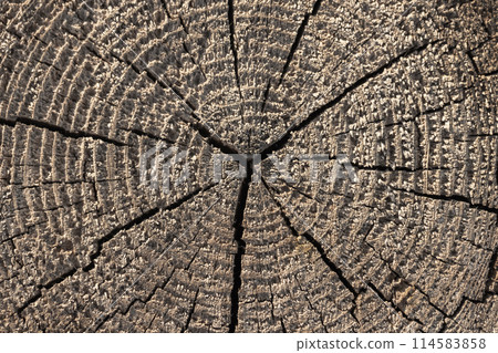An old wooden log section with radial cracks, background texture An old wooden log section with radial cracks, background texture 114583858