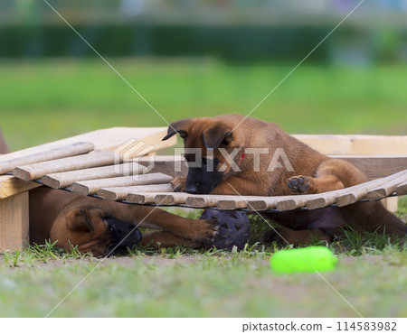 animal, bridge, dog 114583982