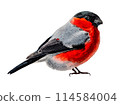 Cute bullfinch in watercolor, isolated on white background with clipping path. Winter bird bullfinch with red underparts and breast drawn in detailed realistic watercolor technique on cotton paper. 114584004