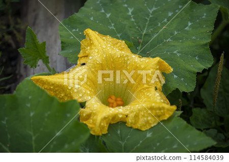 Female pumpkin inflorescence of yellow color with raindrops Female pumpkin inflorescence of yellow color with raindrops 114584039