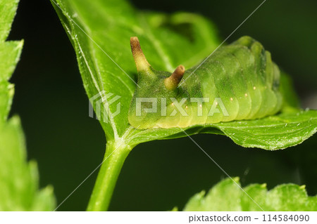 Cluria vulgare 的預蛹（屁股側） 114584090