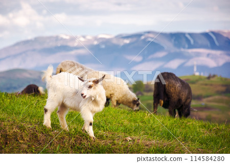 white baby goat on the grassy hill. countryside scenery of ukraine in carpathian mountans. sunny evening in spring. animals in rural landscape with snow capped ridge blurred in the background 114584280