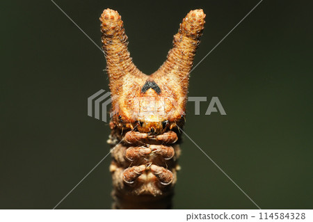 Larva of the giant geometrid (face) 114584328