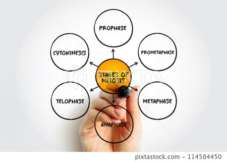 Stages of Mitosis mind map text concept for presentations and reports 114584450