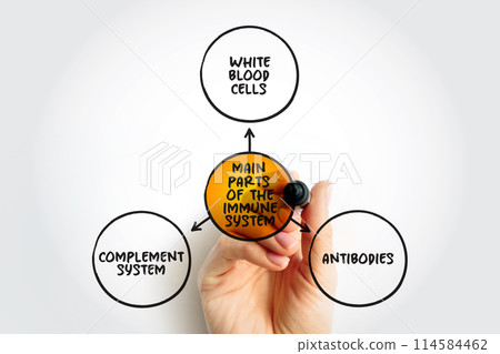 Main parts of the immune system mind map text concept for presentations and reports Main parts of the immune system mind map text concept for presentations and reports 114584462
