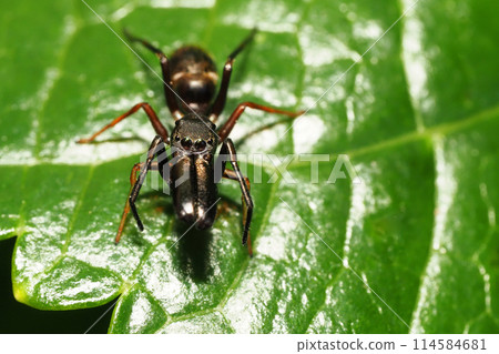 Arigmo (male) 114584681