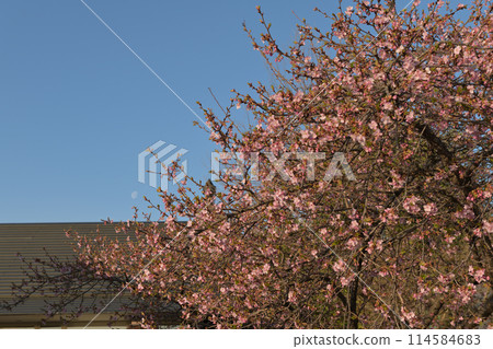 The cherry blossoms at Hakushu Roadside Station were the earliest to bloom in the area. 114584683