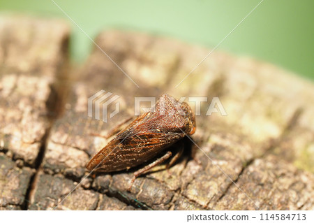 Tobairotsunosemi 114584713