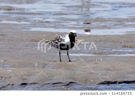 Daizen looking for food on tidal flats 114584735