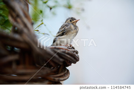 Close-up view of a baby bird sitting on a wicker basket outdoors with copy space for advertising text on white background. Birds in nature. Animals themes. 114584745
