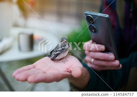 Close-up shot of a small baby bird sitting on the palm of hand of a man using mobile phone for capturing photo, taking picture of little bird 114584757
