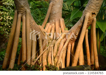 The octopus tree with its many prop roots growing from the base of its stem is grotesque and interesting. The octopus tree with its many prop roots growing from the base of its stem is grotesque and interesting. 114584765