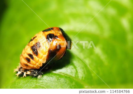 Ladybird pupa 114584766