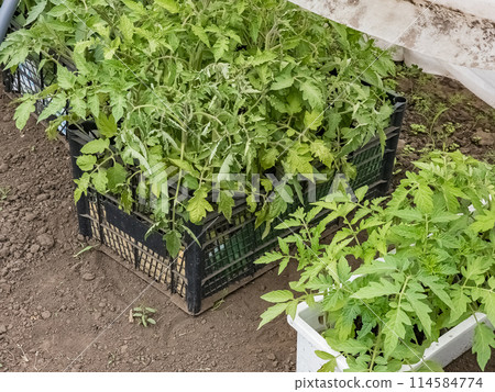Seedlings of various vegetables in boxes in a greenhouse. The first leaves Seedlings of various vegetables in boxes in a greenhouse. The first leaves 114584774