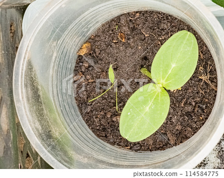 Cucumber seedlings in glasses in a greenhouse. The first leaves Cucumber seedlings in glasses in a greenhouse. The first leaves 114584775