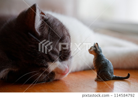 cat and figure 114584792