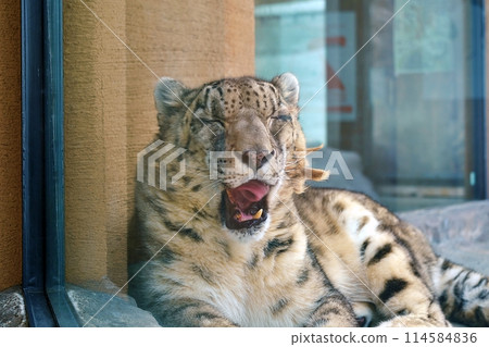 札幌市圓山動物園亞洲區北風館雪豹 114584836