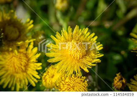 開花在春天領域的蒲公英黃色花 114584859