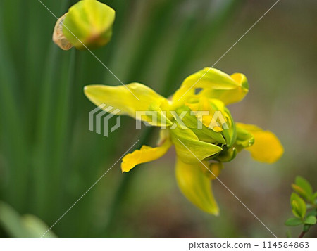 萱草花生態照片 114584863