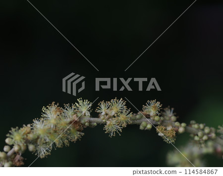 Udo flowers and copy space 114584867