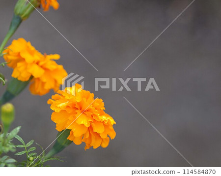 萬壽菊花和複製空間 114584870