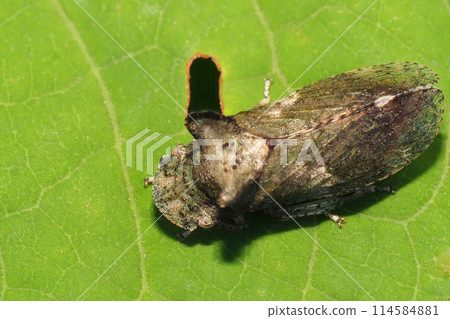 Earthworm (insect) 114584881