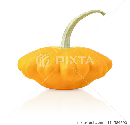 Orange bush pumpkins isolated on white background for Thanksgiving or Halloween. Stack of vegetables set. Halloween, design, autumn. Nature concept 114584890