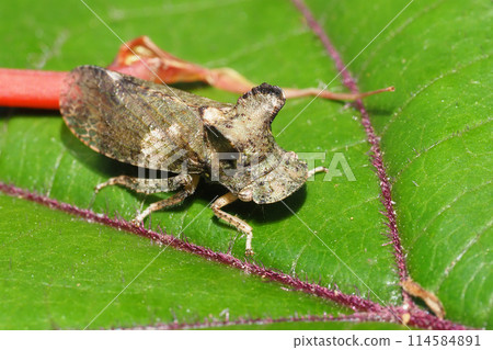 Earthworm (insect) 114584891