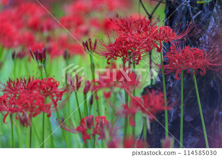 廣島縣辻市的蜘蛛百合叢中綻放著鮮紅色的蜘蛛百合 114585030