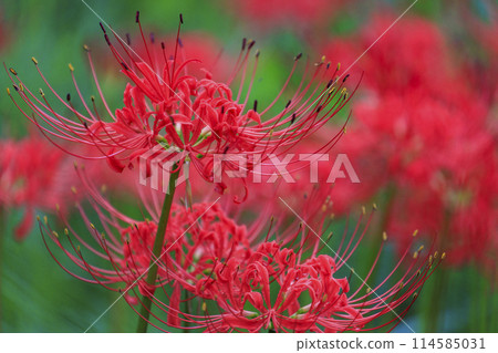 Bright red spider lilies blooming in the cluster amaryllis habitat in Tsuji, Hiroshima Prefecture 114585031