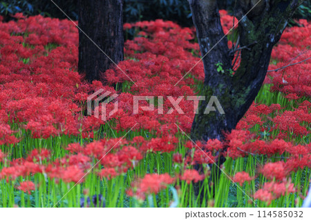 廣島縣辻市古樹叢中成群生長的紅蜘蛛百合。 114585032