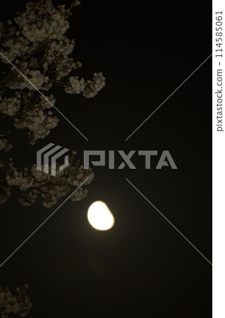 Uzuki, cherry blossoms and a waning quarter moon with age 22.7 that just rose Uzuki, cherry blossoms and a waning quarter moon with age 22.7 that just rose 114585061
