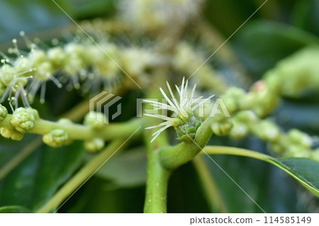 雌性栗花 雌性栗花 114585149