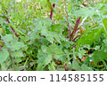 Green leaves glistening with refreshing morning dew 114585155